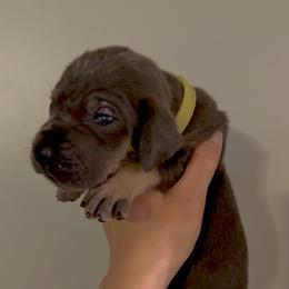 Blue Tan Point (1) - Blue male Great Dane puppy in Kimball, Michigan from Starlight Danes