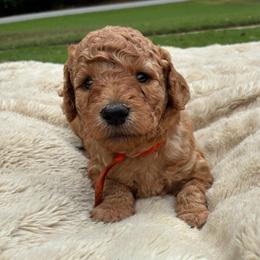 Leonidas - Red  male Goldendoodle puppy in South Fulton, Georgia from Golden Paws Farm