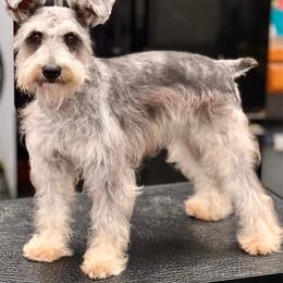 Stella Mayzee - Miniature Schnauzer