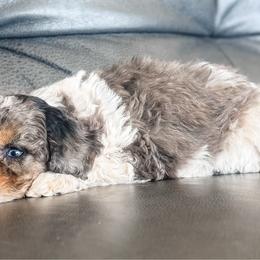 Rosy - Black tri-color female Aussiedoodle puppy in Saint George, Utah from Fitzdoodles