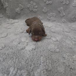 Girl 2 - Chocolate and tan female Dachshund puppy in Mulberry, Florida from J's Mini Dachshunds