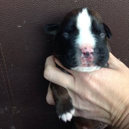 Boxer Puppies from Vintage Boxers
