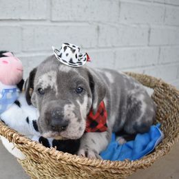 Picaña - Blue and white Great Dane puppy in Fort Worth, Texas from Cowtown Danes