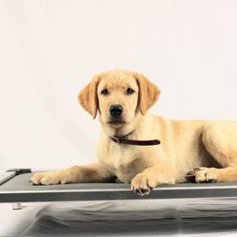 Cotton - Yellow female Labrador Retriever puppy in Morrilton, Arkansas from Ancient Dogges Performance Dogs