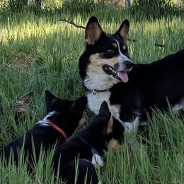 American Corgis and Pembroke Welsh Corgis from Enchanted Corgis