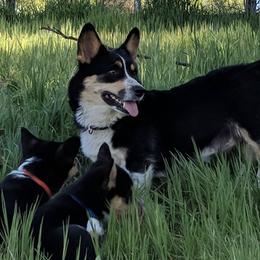 American Corgis and Pembroke Welsh Corgis from Enchanted Corgis