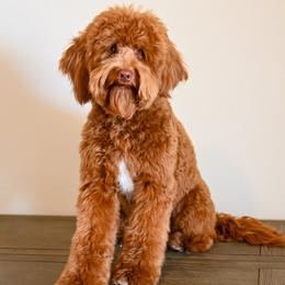 Blanche - Goldendoodle