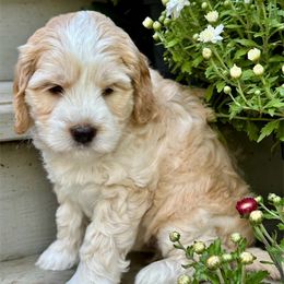 Fancy Nancy - Apricot female Australian Labradoodle puppy in Mount Gilead, North Carolina from Tillery Labradoodles