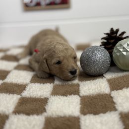 Oakley - Cream male Goldendoodle puppy in Litchfield, Connecticut from Gracie Doodles CT