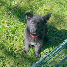 Gracie - Black female German Shepherd puppy in Marion, Ohio from Legacy K9’s