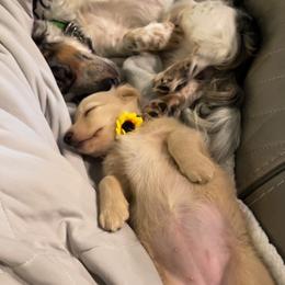 Dachshund Puppies from Ruff Patch Doxie Den