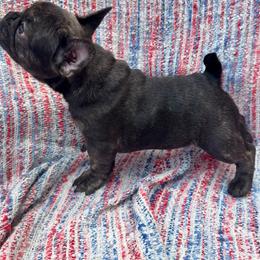 Liberty - Brindle female French Bulldog puppy in Carlisle, Ohio from Gibson Acres