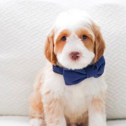 Chip - Caramel male Australian Labradoodle puppy in Diamond Bar, California from Furrytaildoodles