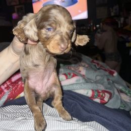 Dachshund Puppies from Garland Weens