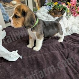 Green - Black tan and white male Beagle puppy in Vallejo, California from Tailwindfarm