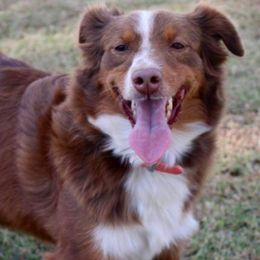 Miniature Australian Shepherds from Cromwell Royalty Poodles and Doodles
