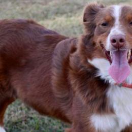 Miniature Australian Shepherds from Cromwell Royalty Poodles and Doodles