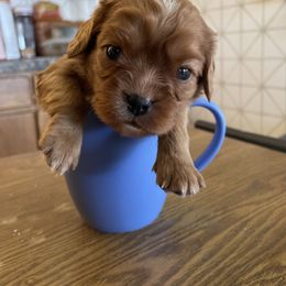 Cavalier King Charles Spaniel Puppies from Colorful Cavaliers