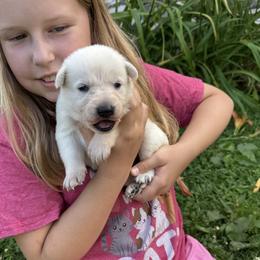Avalon - White female German Shepherd puppy in Perkasie, Pennsylvania from Twila Ruth Herot
