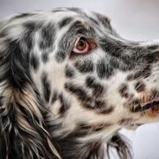 English Setters from Rivendell English Setters