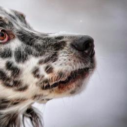 English Setters from Rivendell English Setters