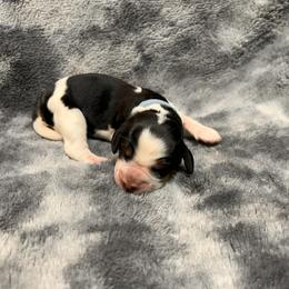 Diana - Black white and tan female English Springer Spaniel puppy in Battle Creek, Michigan from Eden Springer Spaniels