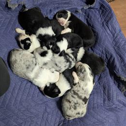 Australian Shepherd and Great Dane Puppies from AEW Farm