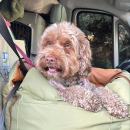 Topaz - Australian Labradoodle