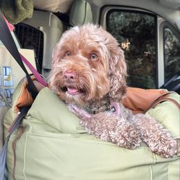 Topaz - Australian Labradoodle