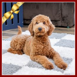 Samuel - Red male Cockapoo puppy in Connersville, Indiana from Deaz Doodle Ranch
