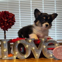 Meg Masters (Fluffy) - Black and tan female Pembroke Welsh Corgi puppy in Olathe, Colorado from Rocking LJ Breeding