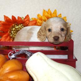 Krueger - Piebald male Dachshund puppy in Corbin, Kentucky from White River Valley Kennel