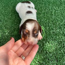 Grizzly - Piebald male Dachshund puppy in Hawley, Texas from Little e Dachshunds