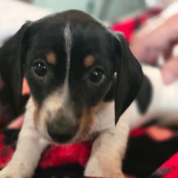 Jingle - Piebald male Dachshund puppy in Oklahoma City, Oklahoma from Hamm Weenies  AKC (Dachshunds)