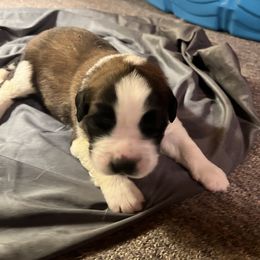 Saint Bernard Puppies from NEK Saints (Oh Boy Acres)