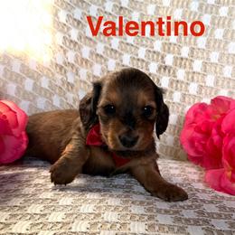 Valentino - Red male Dachshund puppy in Michigan from Hidden Haven Dachshunds