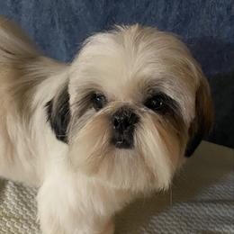 Big Girl - Shih Tzu