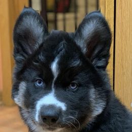 Siberian Husky Puppies from Myths and Legends Siberian Huskies