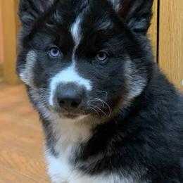 Siberian Husky Puppies from Myths and Legends Siberian Huskies