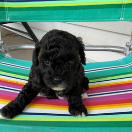 Indy - Black female Goldendoodle puppy in Cherry Tree, Pennsylvania from Plum Creek Acres Next Generation