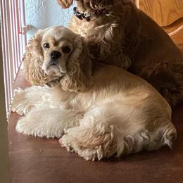 Buster - Cocker Spaniel