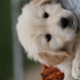 Golden Retriever Puppies from Huntleigh Goldens