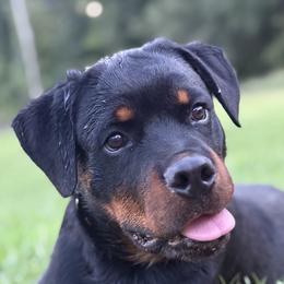 Mann - Rottweiler