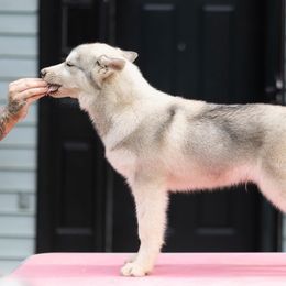 Siberian Husky Puppies from North River Siberians