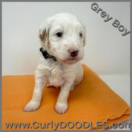 Grey Boy - Parti male Goldendoodle puppy in Taneytown, Maryland from Curlydoodles