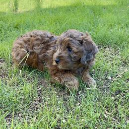 Aussiedoodle Puppies from Aussie Doodles Arizona