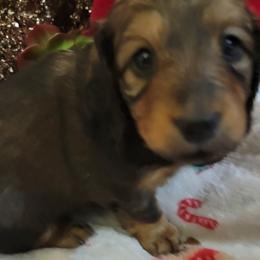 Dachshund Puppies from CLARK'S BREEDING PROGRAM