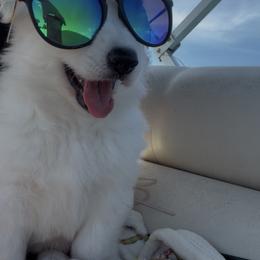 Berger Blanc Suisse Puppies from Nasha Comanda White Swiss Shepherds