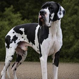 Thor - Great Dane