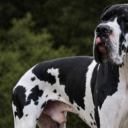 Thor - Great Dane